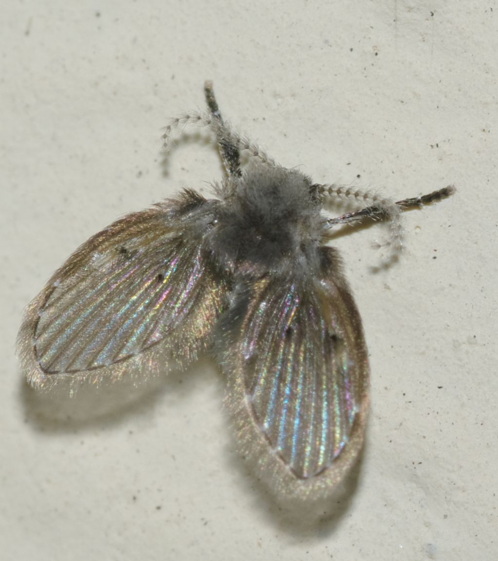 Psychodidae